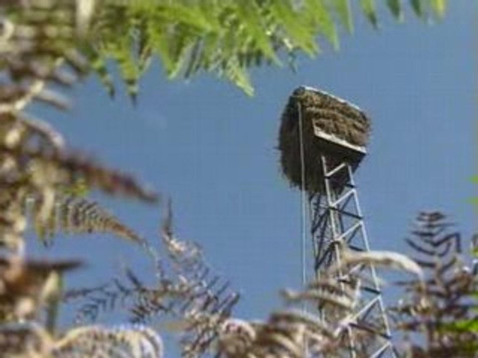 Palombes par milliers au Pays Basque - 1