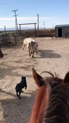 Dogs Work Battling Bull Cows