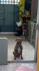 Pouting Pitbull Makes a Funny Face