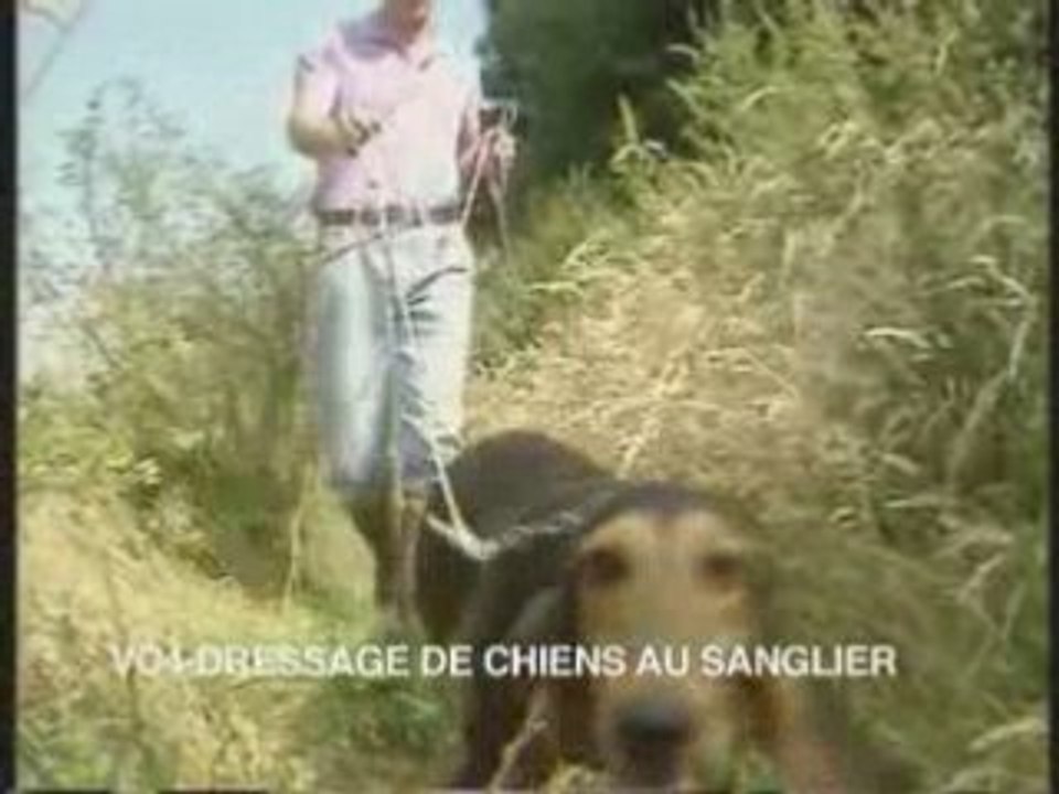 Dressage de chiens au sanglier