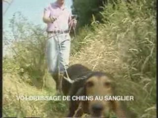 Dressage de chiens au sanglier