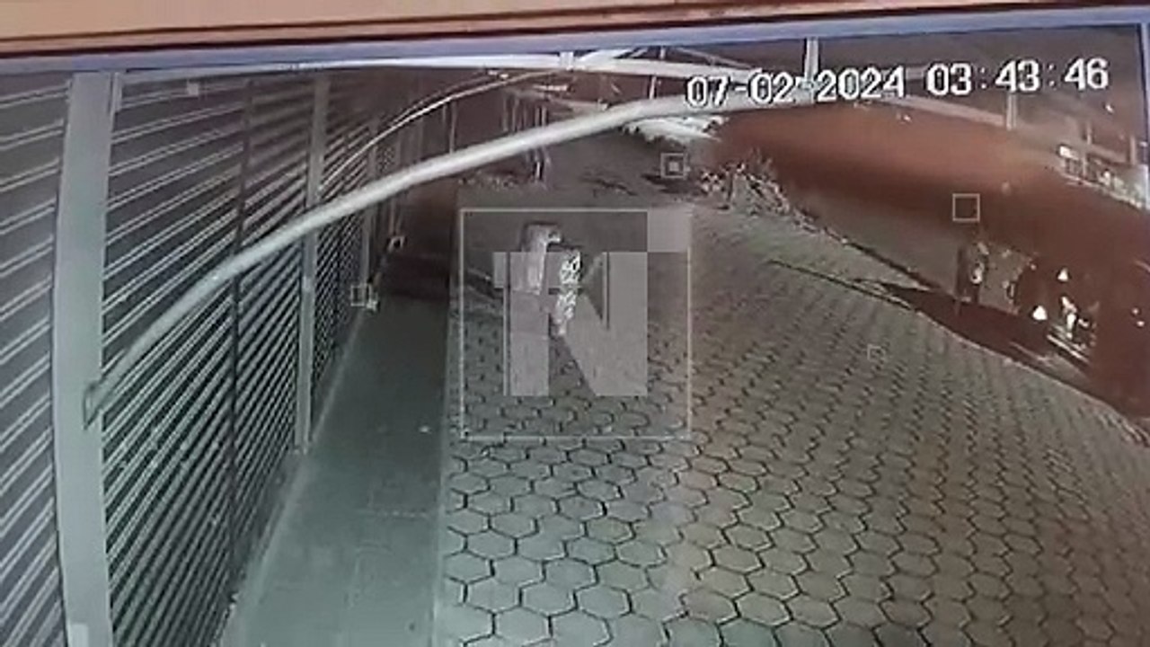 Roban tronco para machucar coca