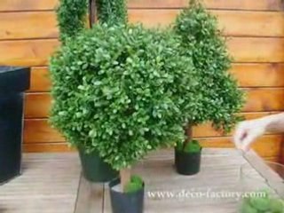 Buis boule sur tronc 32FA1001D Ht 55 cm Diam 50 cm