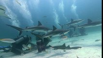 Scuba Divers Swim With Sharks in the Bahamas