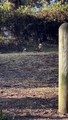 Kookaburras Try to Decide Who Gets the Snake