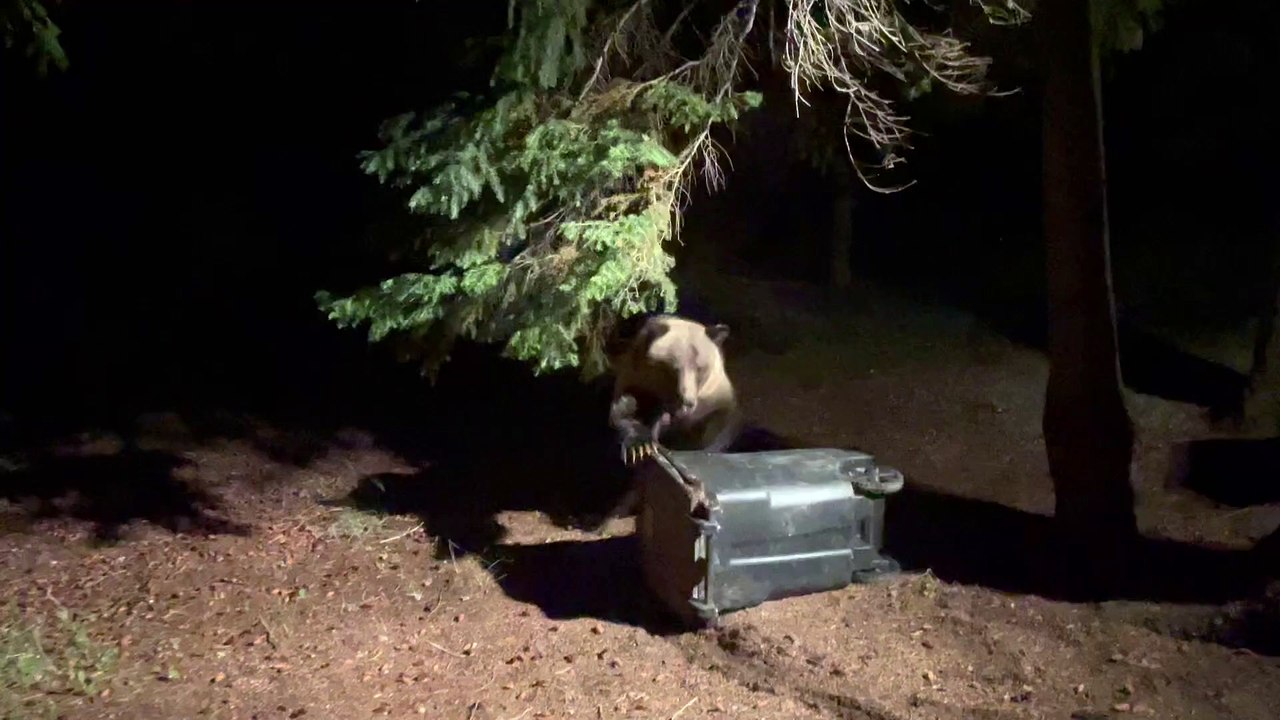 Grizzly Tries To Open The Trash
