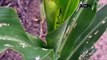 Fall armyworm burrows into crops | February 9, 2024 | Queensland Country Life