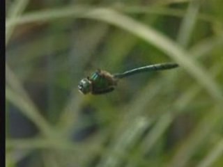 Faune et Nature - Volume 3