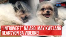 ‘Introvert’ na aso, may kwelang reaksyon sa videoke! | GMA Integrated Newsfeed