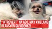 ‘Introvert’ na aso, may kwelang reaksyon sa videoke! | GMA Integrated Newsfeed