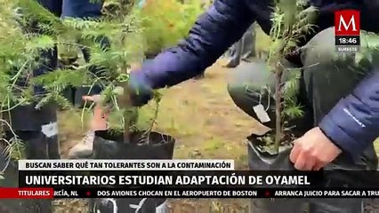 Universitarios estudian la adaptación de los oyameles al clima y la contaminación