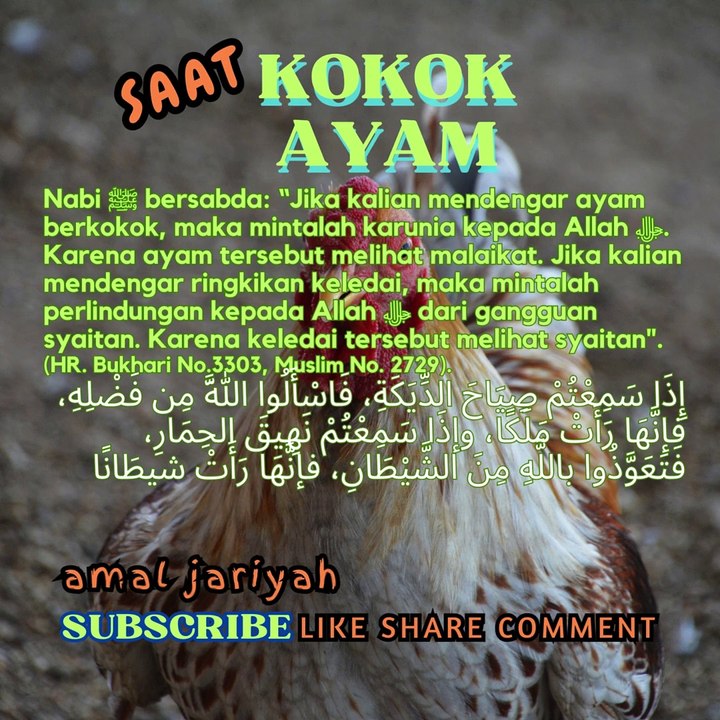 KOKOK AYAM
