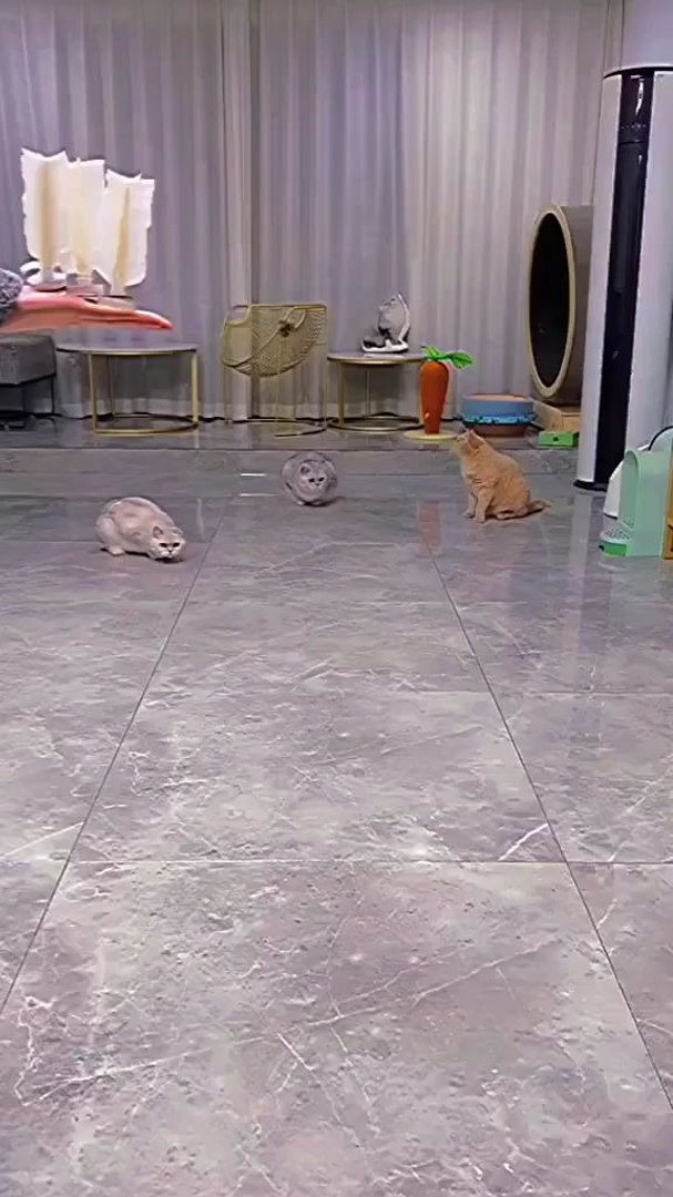 Viral video chat video comedy #comedy