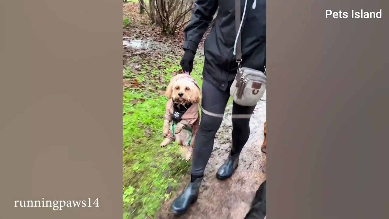 When you leave your DOG AT HOME 