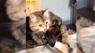FUNNY CATS vs DOGS  Who's cooler this time  New Funniest Animals Videos 