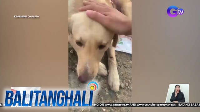 Asong papatawid sa highway, nasapul ng motorsiklo; aso, rider at kaniyang angkas, sugatan | BT