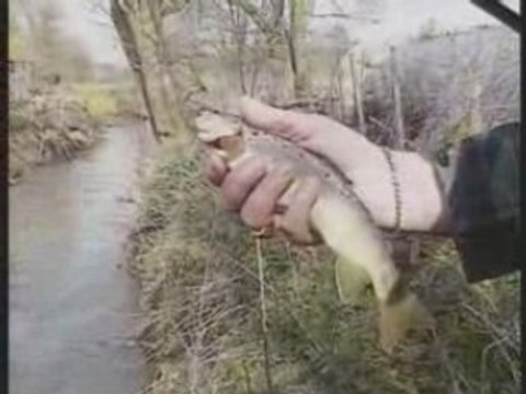 Grosses Truites de Printemps