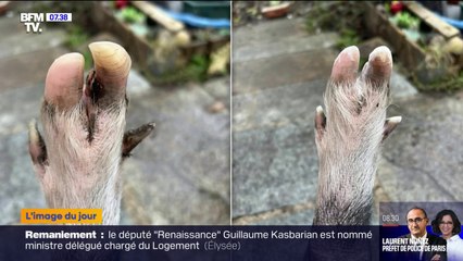 Une buraliste bretonne se lance dans la pédicure pour... cochons
