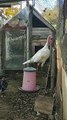 Organic Poultry Farm by SRB Farm