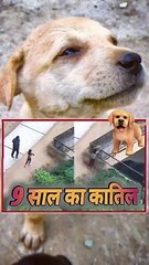 9 साल का कातिल   #shorts #shortsfeed #greaternoida #puppy #viral #trending #shortsbeta