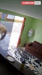 Öfkeli at, yansımasını gördüğü cam kapıyı tekme atarak paramparça etti