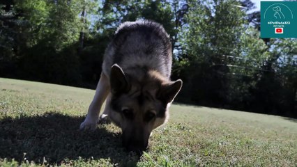 Top 5 Smartest dog Breeds