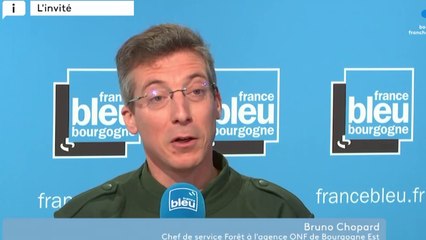 Dépérissement des forêts bourguignonnes : il faut "favoriser la diversité, le mélange"