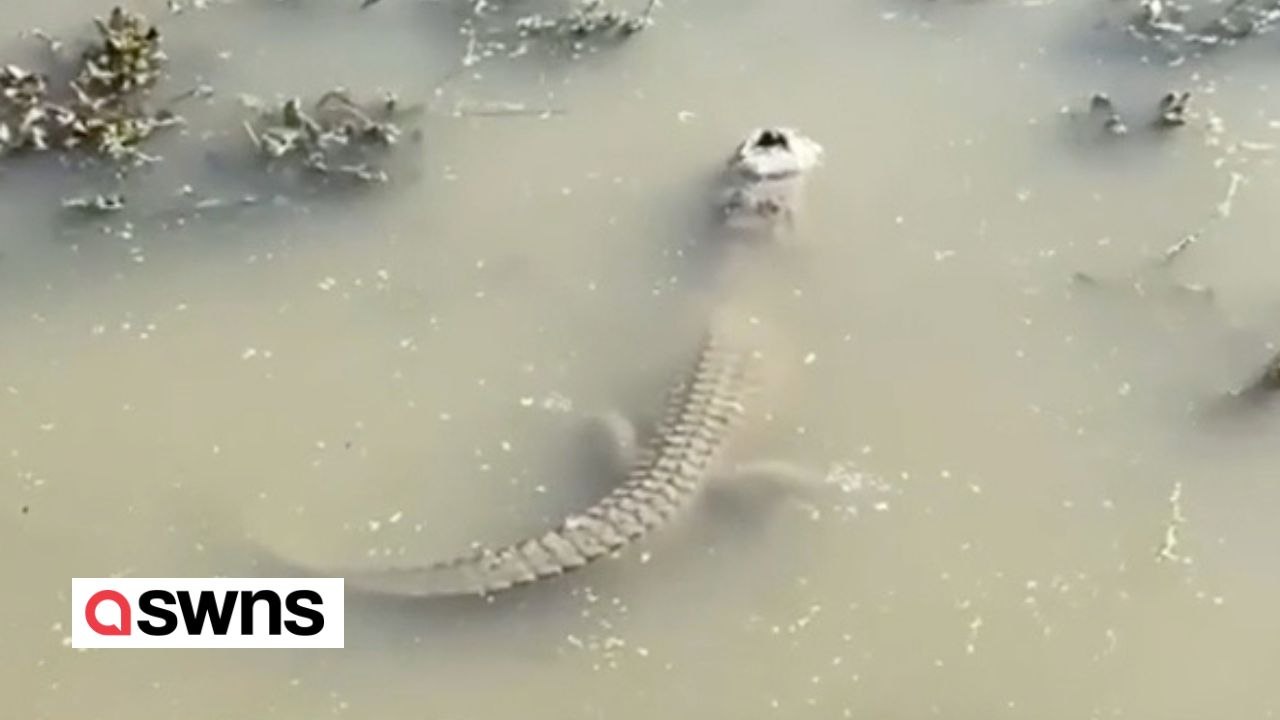 Ein in einem See eingefrorener Alligator steckt seine Schnauze durch das Eis, um zu atmen