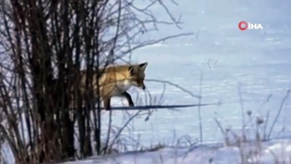 Ardahan'da kar kalınlığı bir metreye ulaştı! Aç kalan tilkilerin fare avı kameraya yansıdı