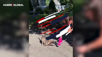Protez ayaklarına kavuşan köpeğin mutluluğu izleyenleri ağlattı