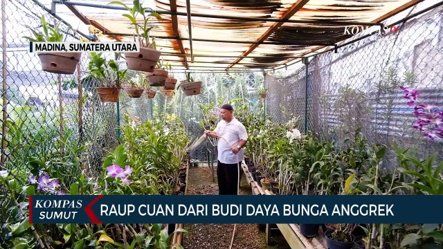 Melihat Budi Daya Anggrek di Kabupaten Mandailing Natal