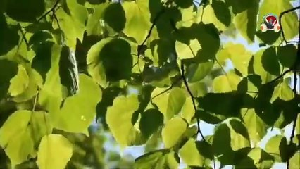 leaves rustling-sound effect_wind in trees sound effects