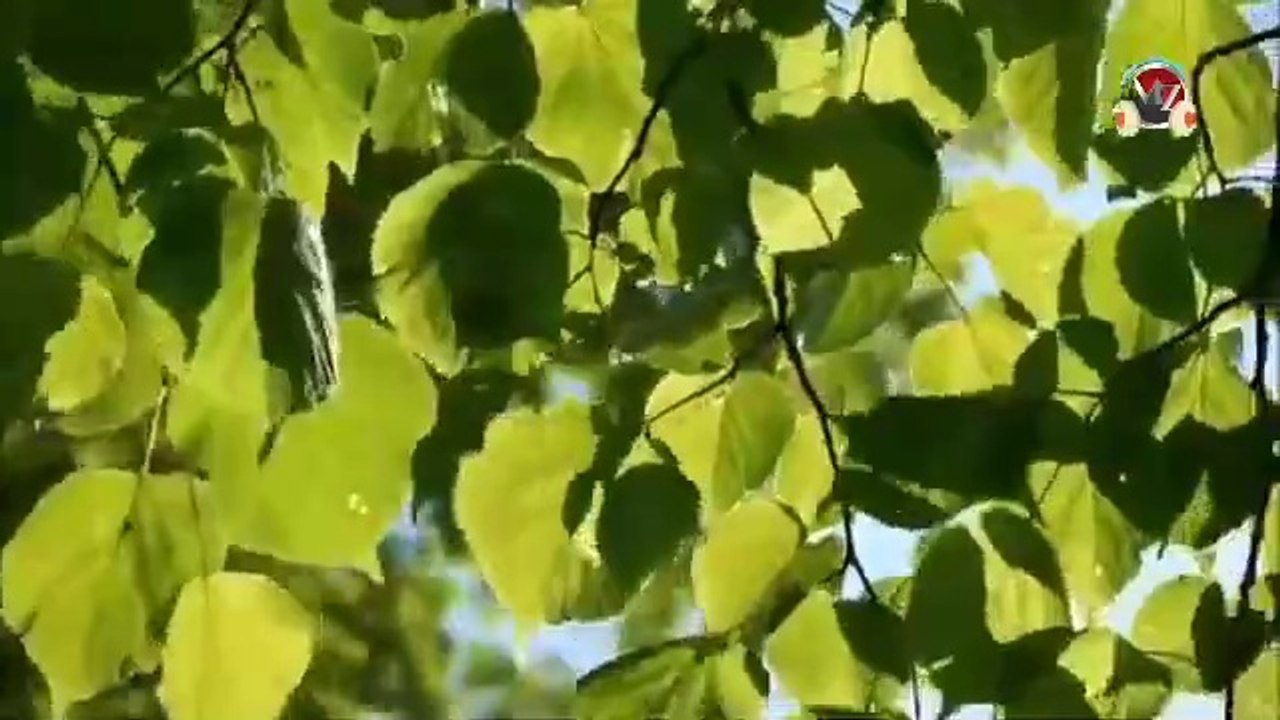 leaves rustling-sound effect_wind in trees sound effects