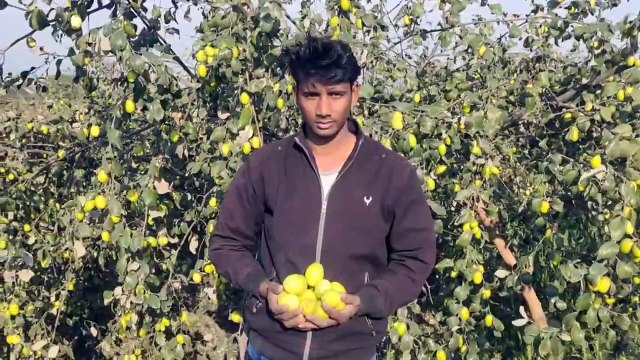 यहां बेर की महक लोगों को कर रही है आकर्षित, लाखों का मुनाफा