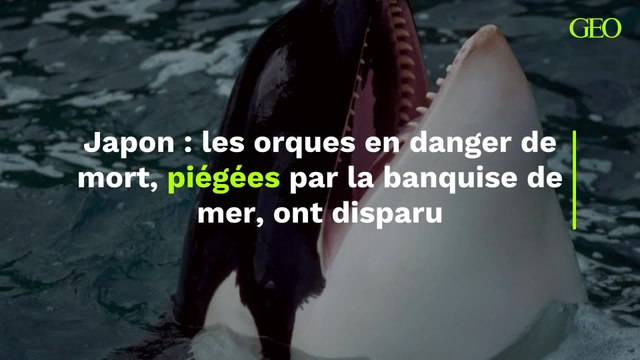 Au Japon, les orques en danger de mort, piégées par la banquise de mer, ont disparu