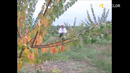 Nelu Balasoiu - Au, cum trece vremea (arhiva TVR)
