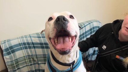 What would the great British public like to see banned?