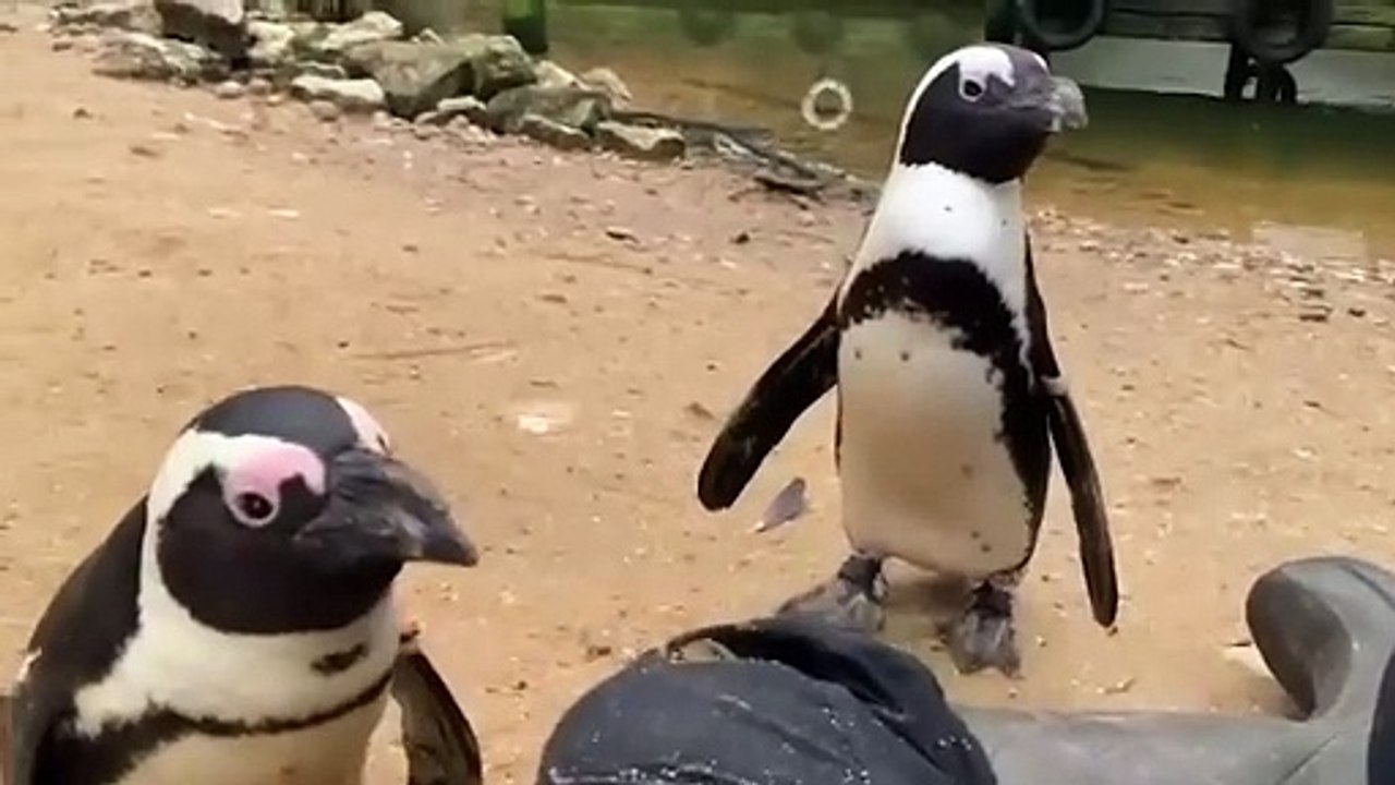 Birdworld penguin becomes 'guide-bird' to companion suffering cataracts