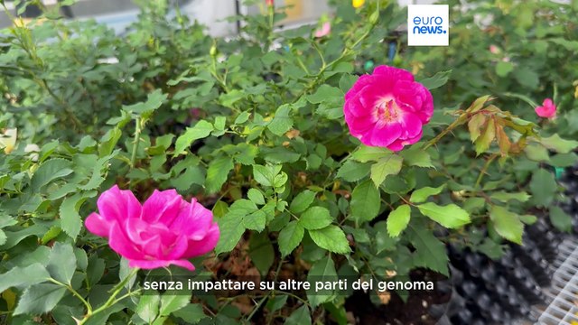 Cosa sono gli Ngt e perché stanno suscitando tante polemiche nell'Ue?