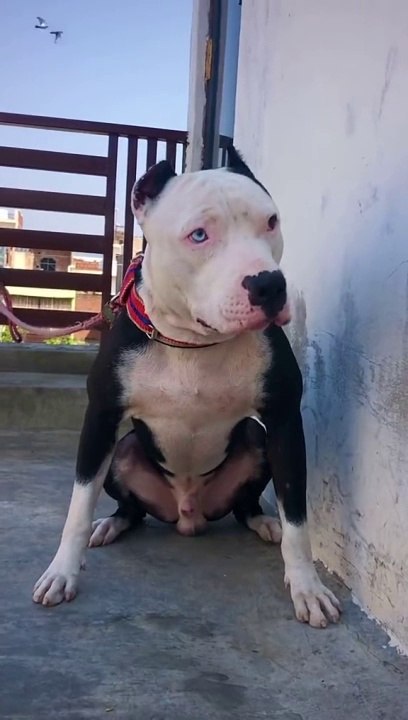 Pitdog - video Dailymotion