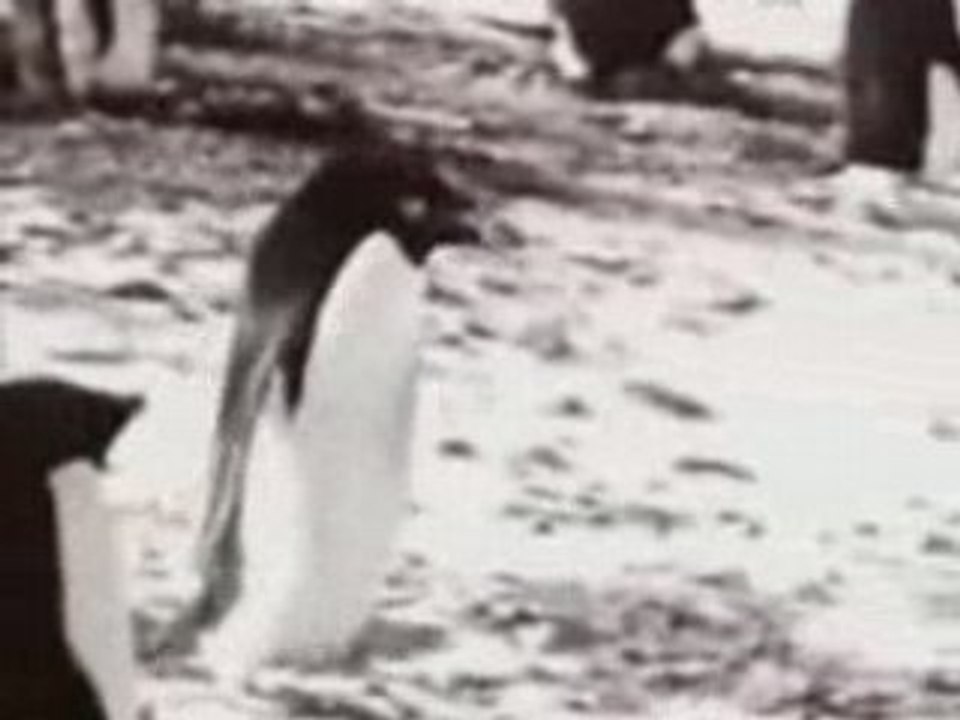 Animaux du jeudi