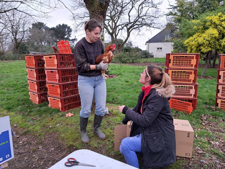 Poule pour tous sauve des poules de l'abattoir