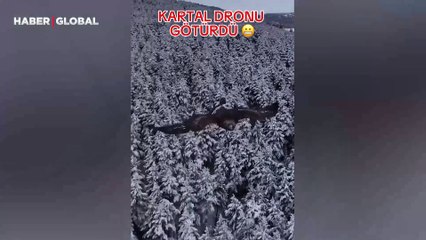 Gökyüzünde dronu gördü, affetmedi: Kartal nispet yapar gibi saldırısını kaydetti