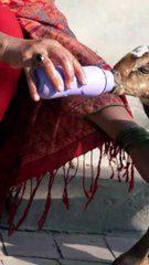 New born goat sucking my finger| funny animals|