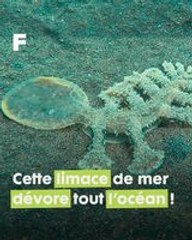 Une limace des mers carnivore ? Voici la mystérieuse Melibe viridis !