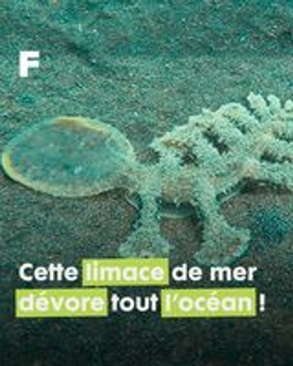 Une limace des mers carnivore ? Voici la mystérieuse Melibe viridis !