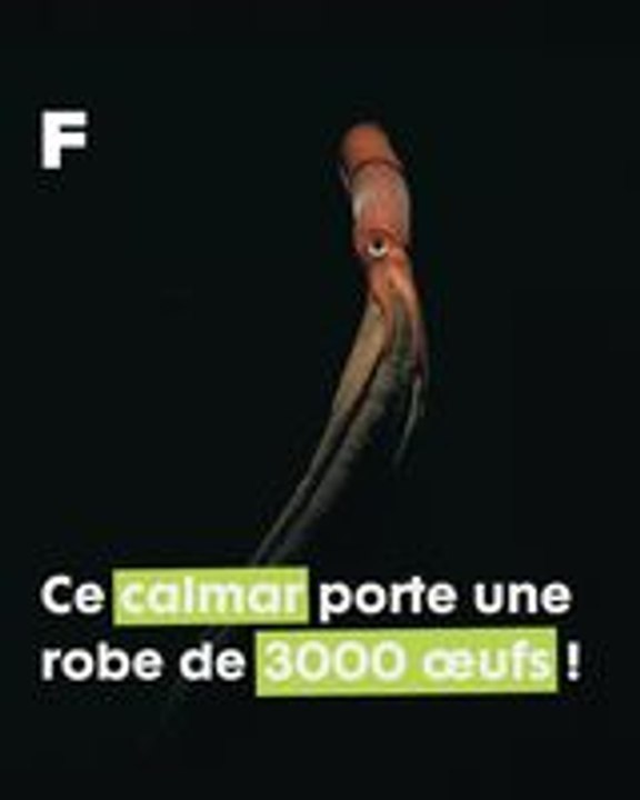 L'odyssée des calmars aux yeux noirs : secrets abyssaux et sacrifices maternels !