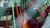 25 animales silvestres víctimas de tenencia ilegal en Antioquia, inician su rehabilitación en Bolívar