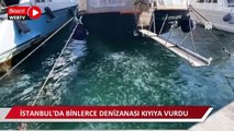 İstanbul'da binlerce denizanası kıyıya vurdu