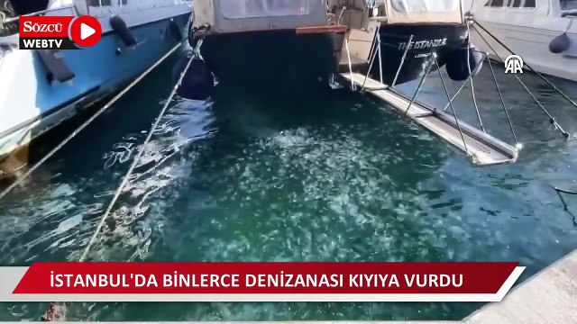 İstanbul'da binlerce denizanası kıyıya vurdu